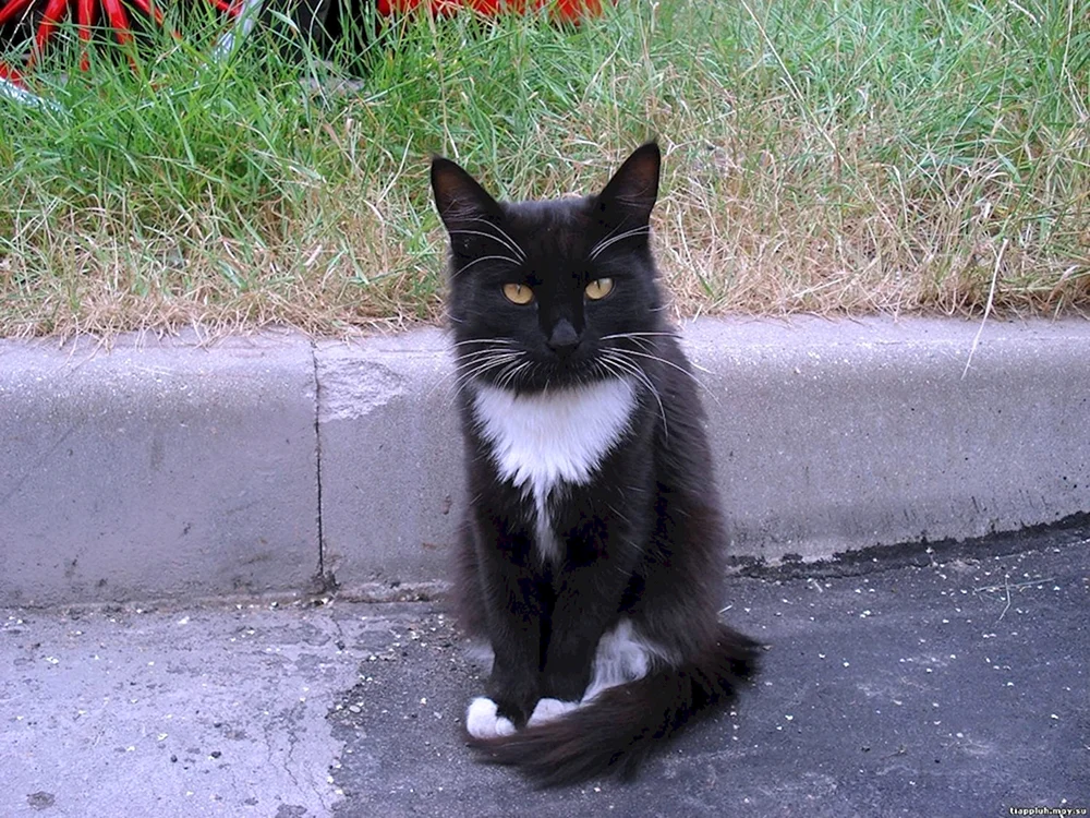 Sibirisch Kurzhaar Katze schwarz-weiß