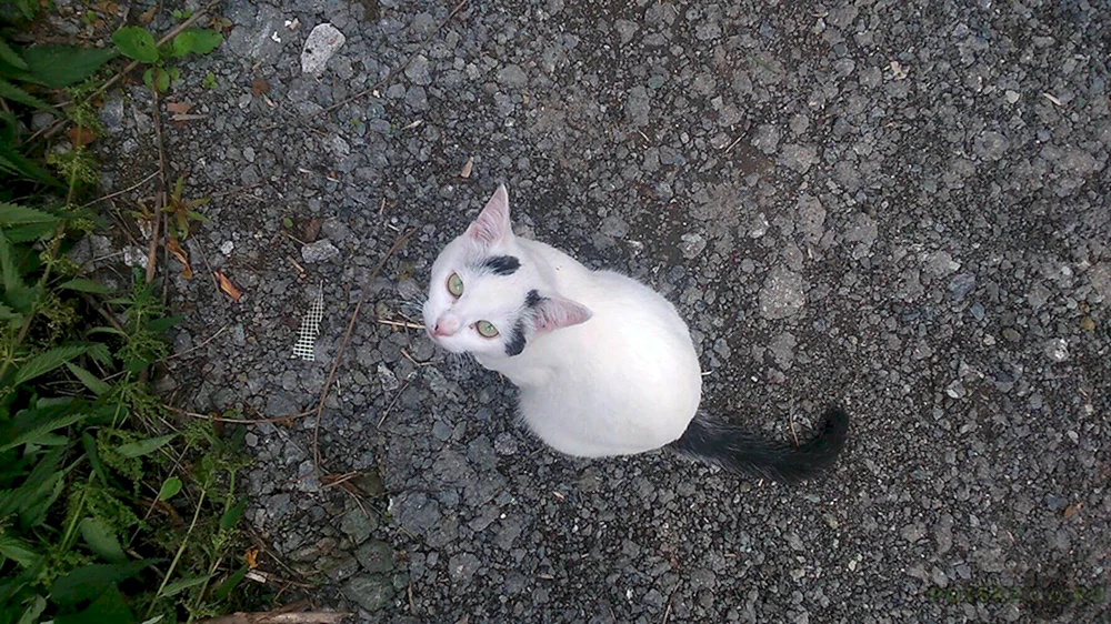 Sibirische Bicolor Kurzhaarkatze