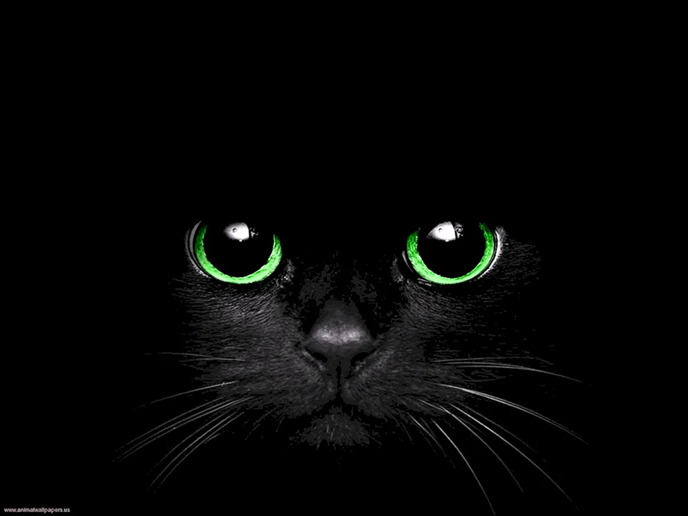 Schwarze Katze mit grünen Augen