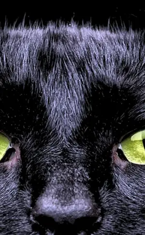 Schwarze Katze mit grünen Augen