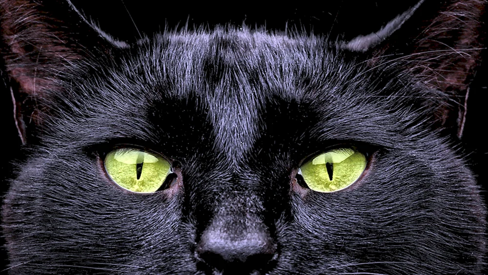 Schwarze Katze mit grünen Augen