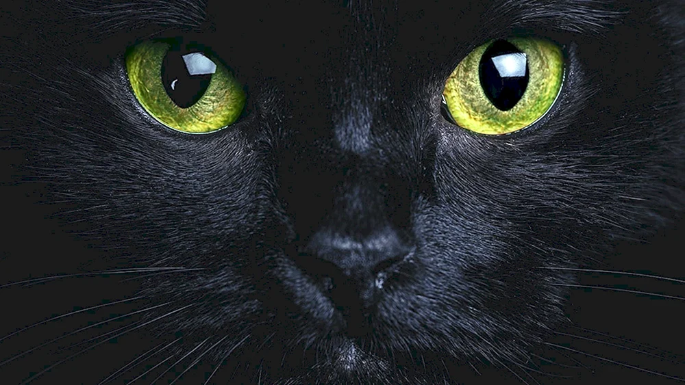 Schwarze Katze mit grünen Augen