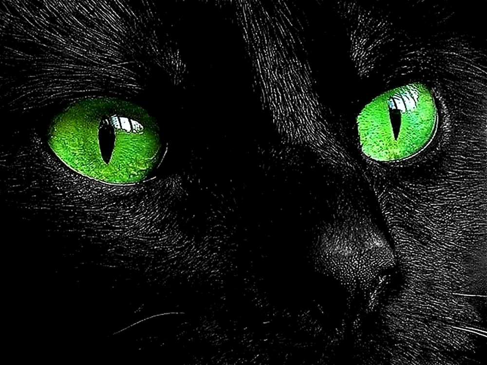 Schwarze Katze mit grünen Augen