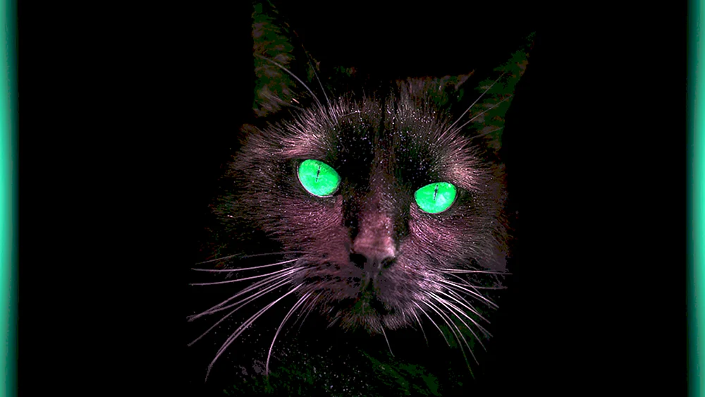 Schwarze Katze mit grünen Augen