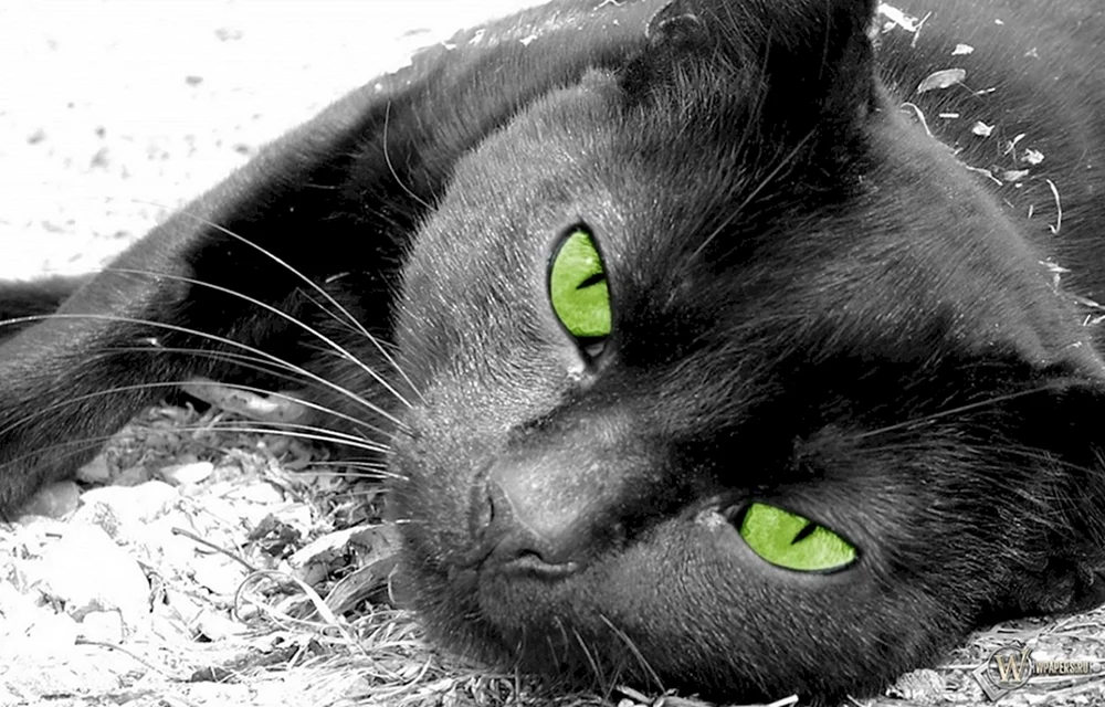 Schwarze Katze mit grünen Augen