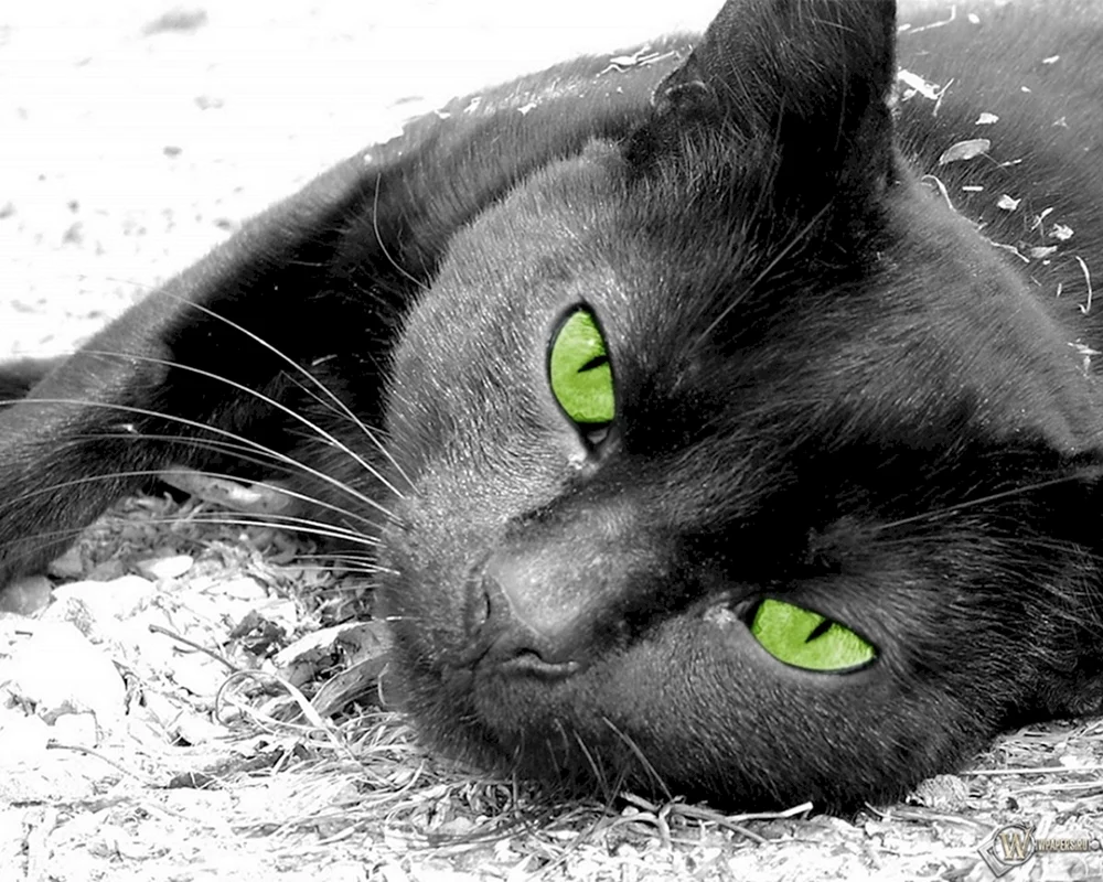 Schwarze Katze mit grünen Augen