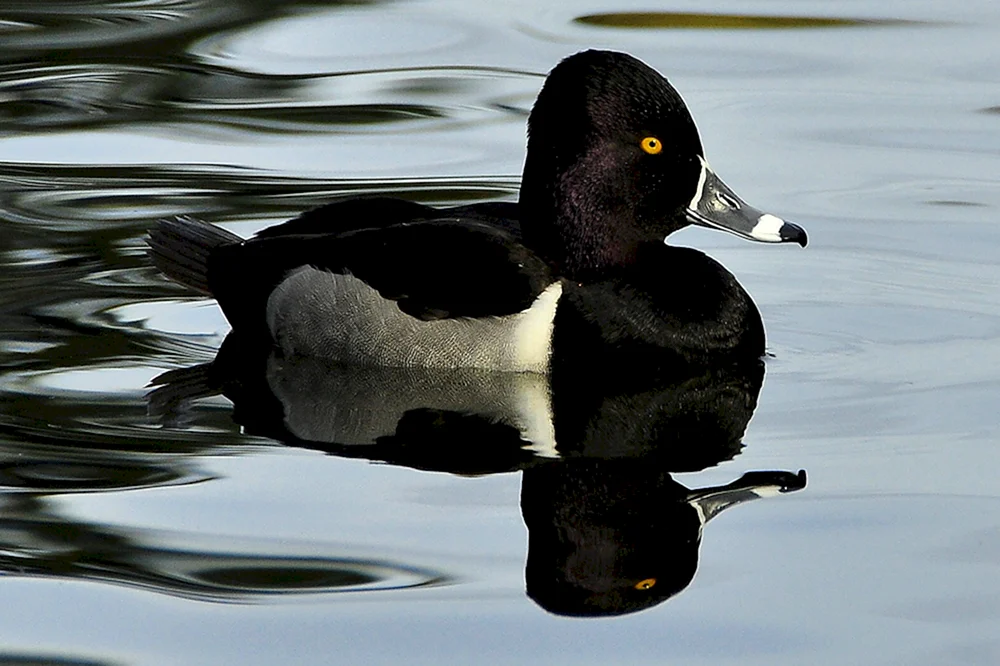 Schwarzes Weißbrust-Amsel