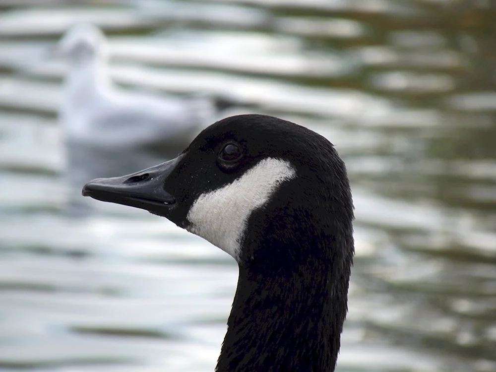 Schwarze Stockente