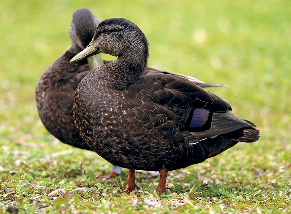 Schwarze Stockente