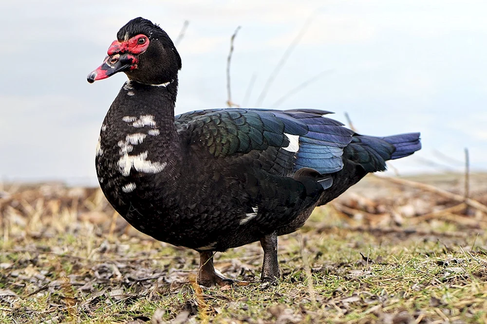 Schwarze Stockenten