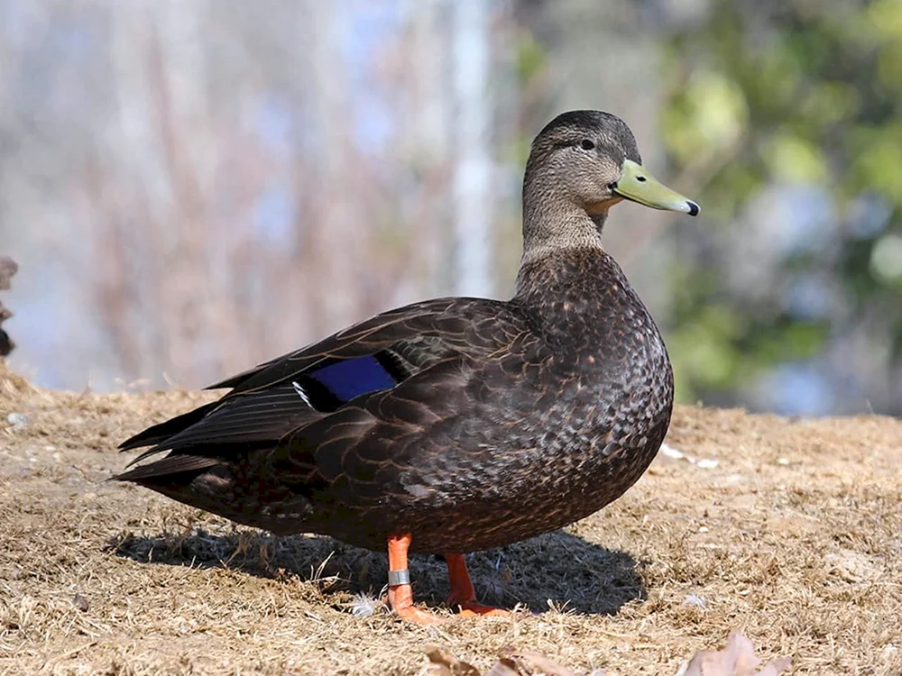 Schwarze Stockenten