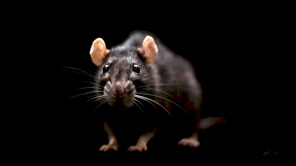Dumbo Kapuzenratte