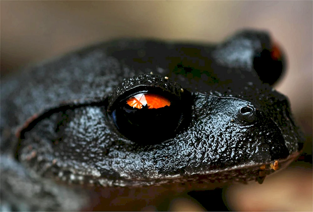 Alpenschwarzer Salamander