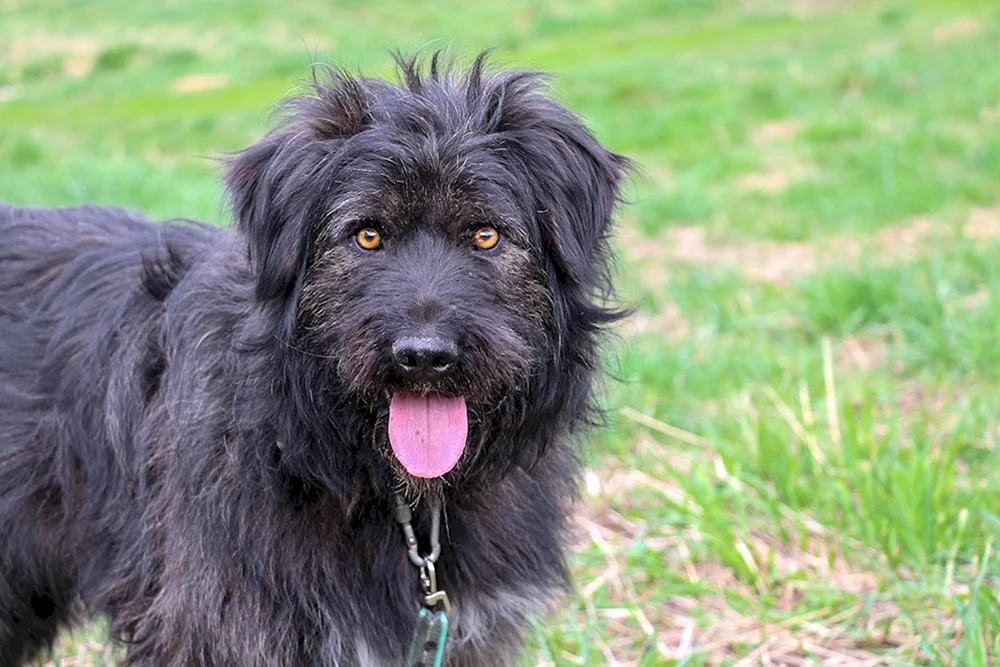 Deutscher Schäferhund Schwarz