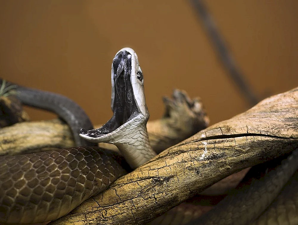 Schwarze Mamba Schlange Dendroaspis polylepis