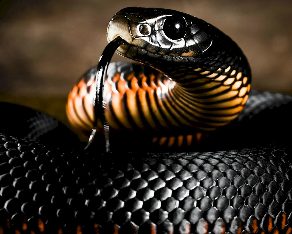 Schwarze Mamba Schlange