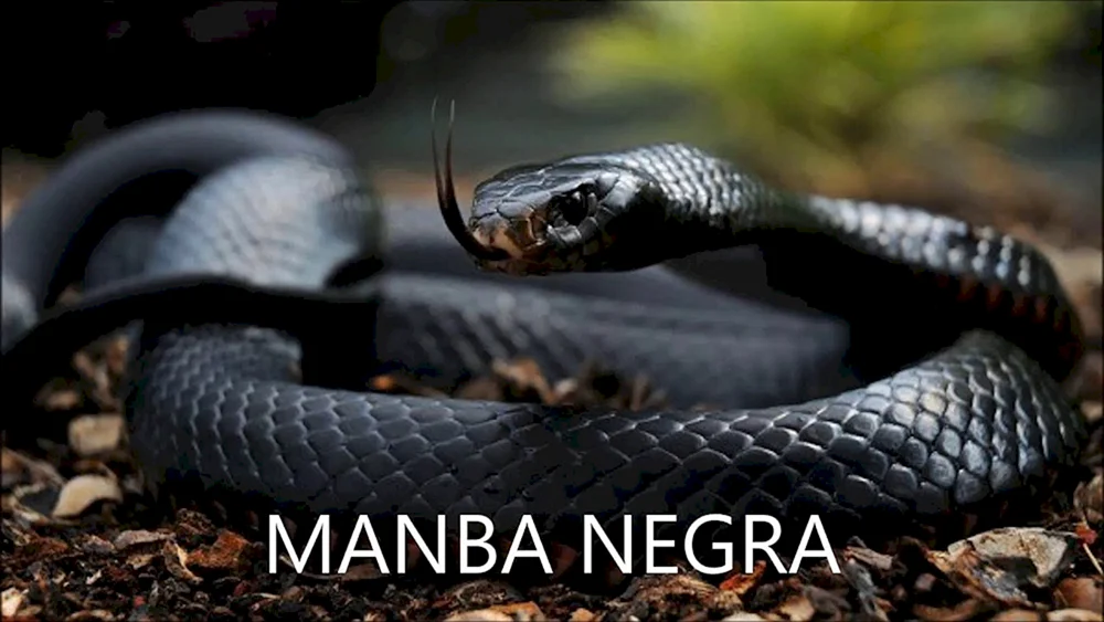 Schwarze Mamba Schlange