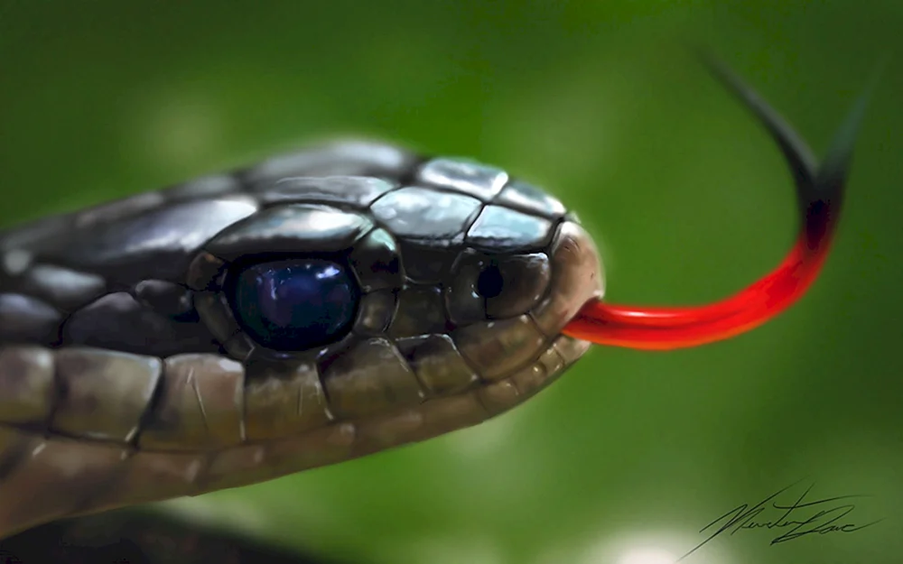 Schlangenviper Cobra python