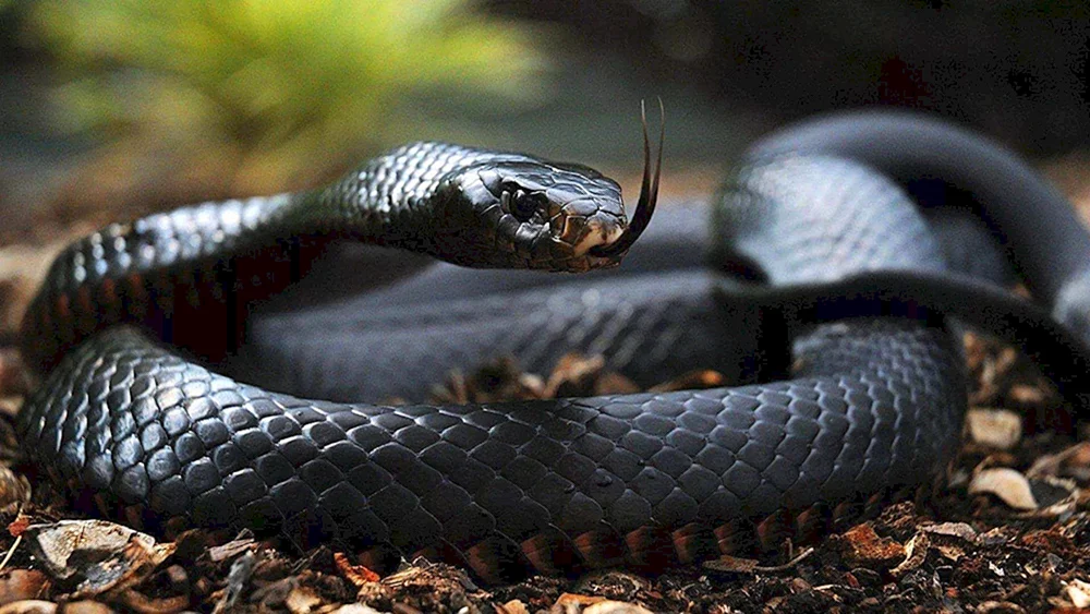 Schwarze Mamba Schlange