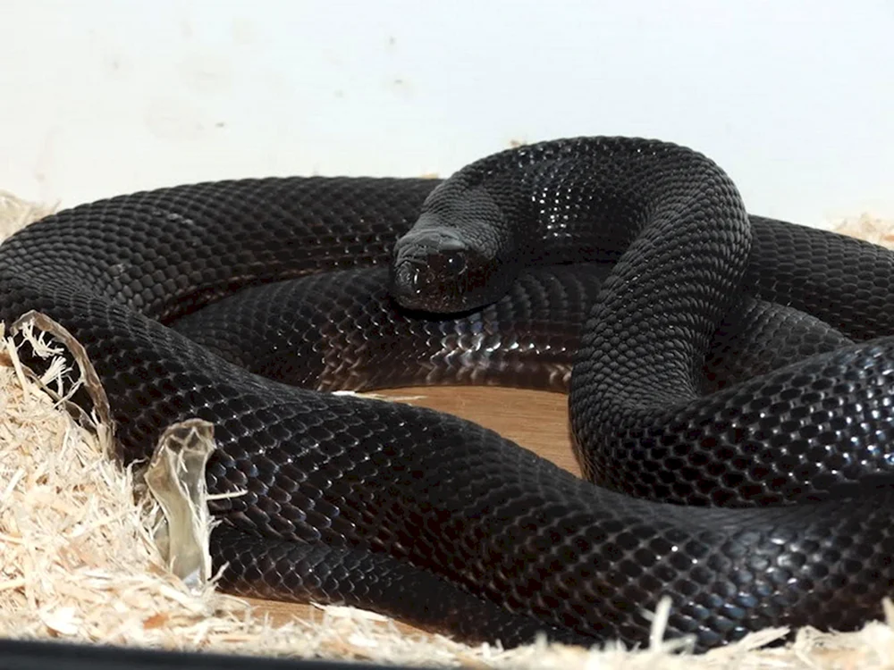Schwarze Mamba Schlange