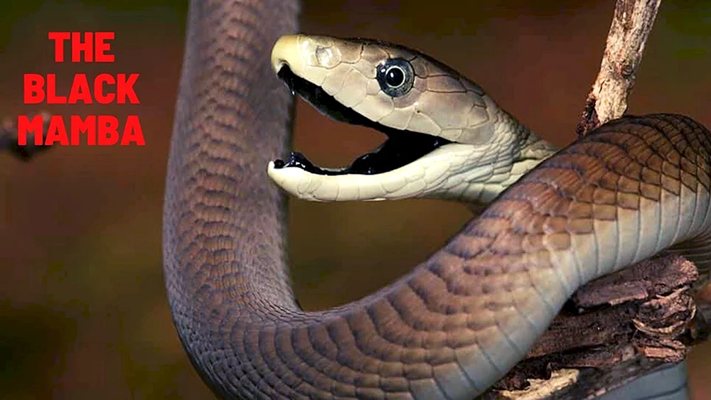 Schwarze Mamba Schlange