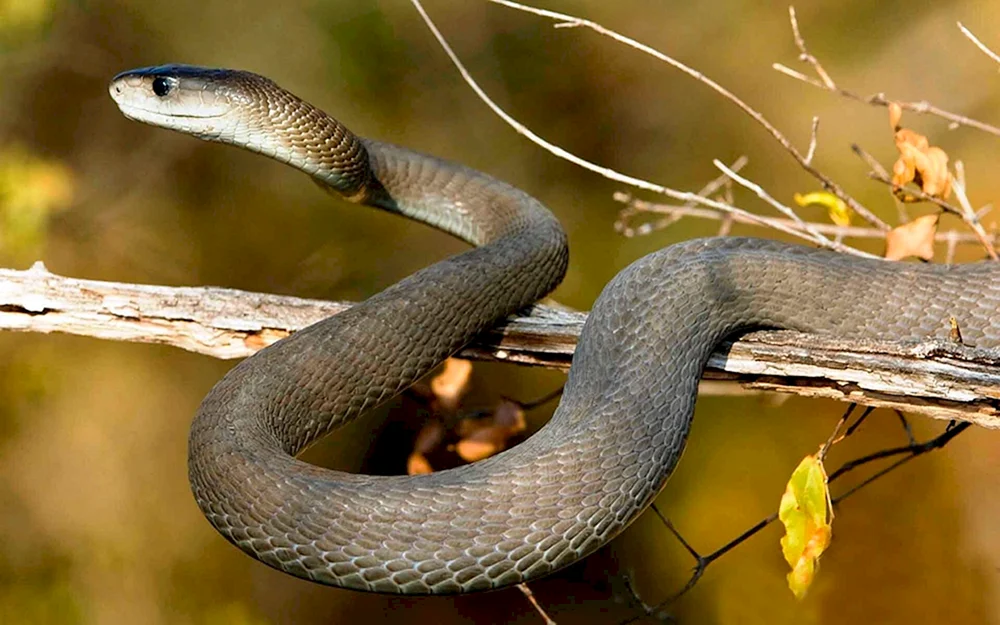 Blake Snake schwarze Schlange