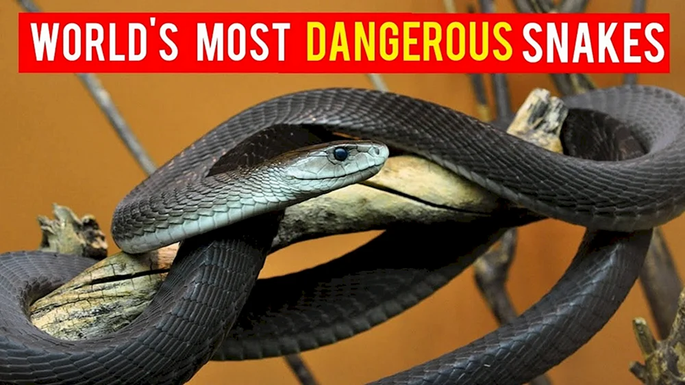 Black mamba snake. Schlange