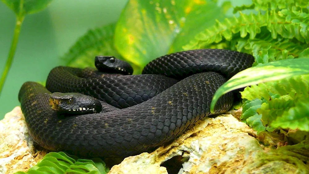 Schwarze Mamba Schlange