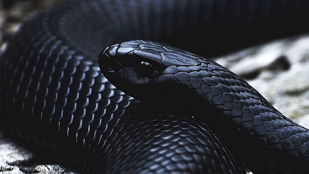 Schwarze Mamba Schlange und Viper