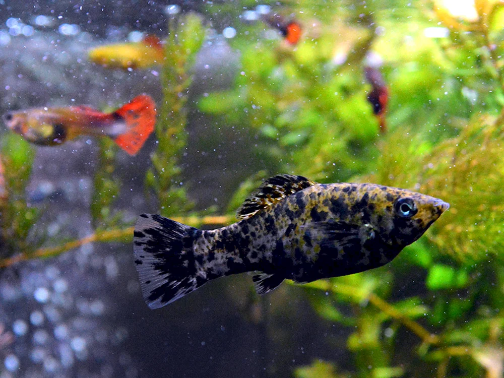 Pecilia Aquarienfisch