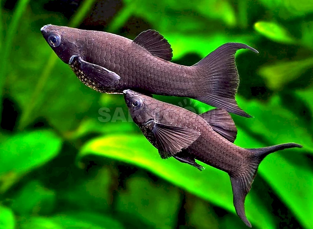Aquariumfisch Teleskop Seestern