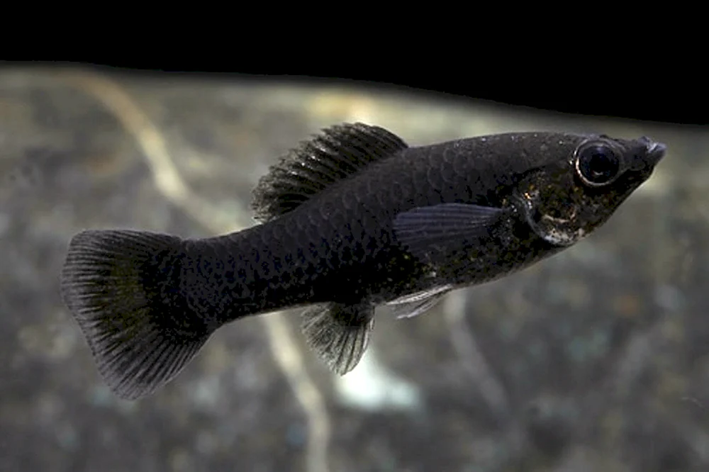 Kronschwanzmeisenfisch