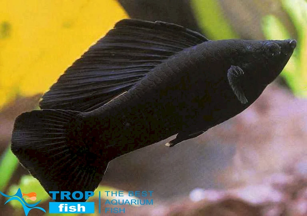 Schwarze Molly Molliesia mollinesia