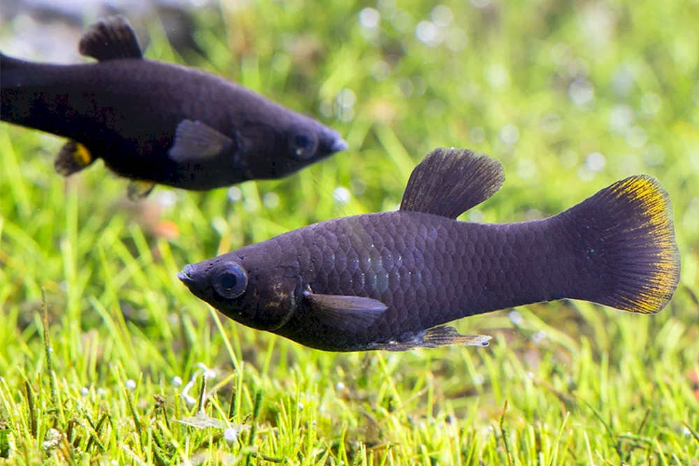 Dalmatiner Mollynesia dalmatiner
