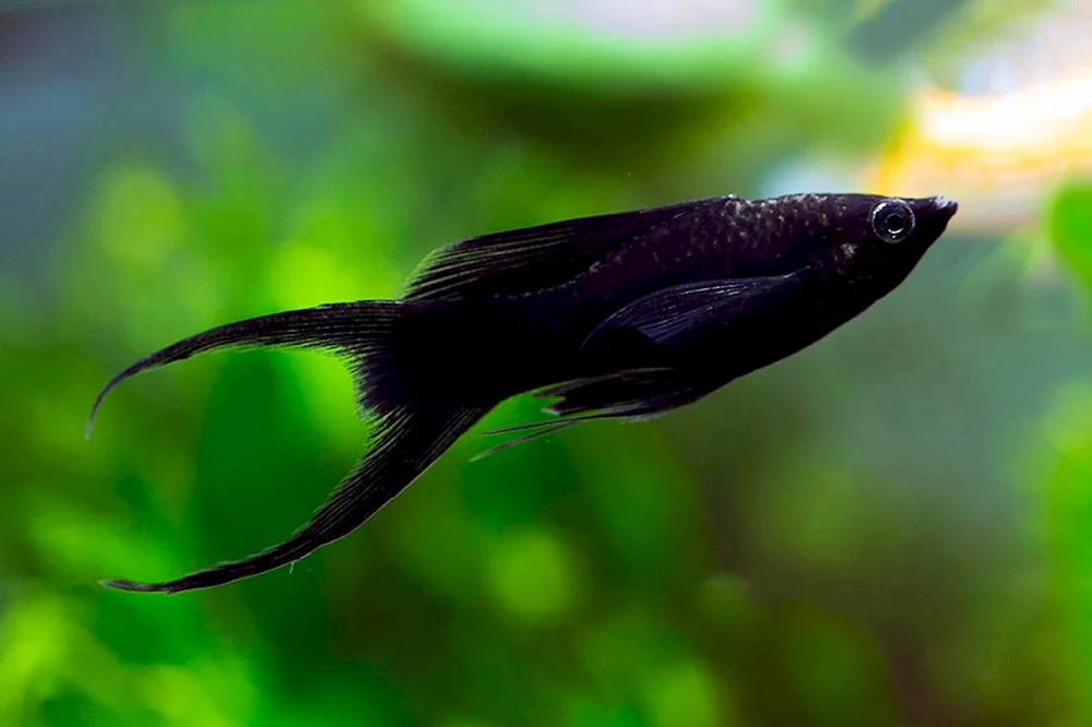 Schwarze Molly Molly Mollynesia