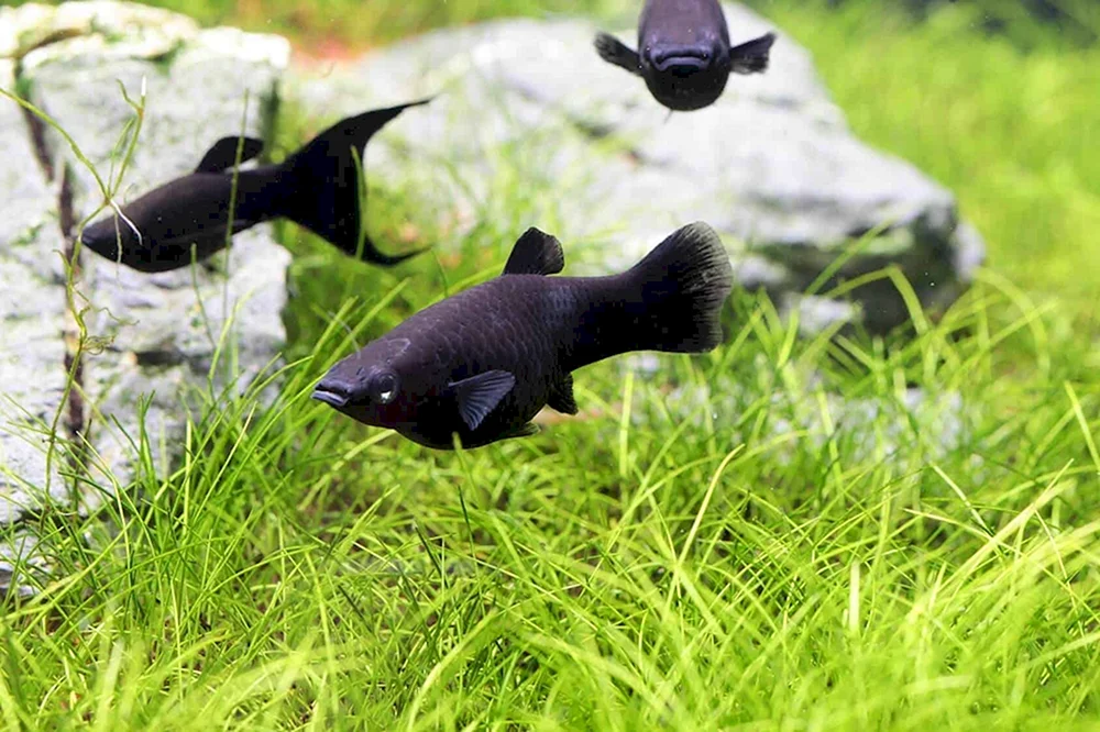 Pecilia tuxedo