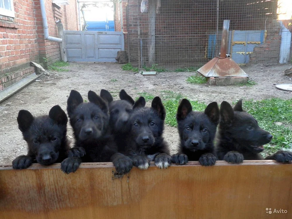 Schwarzer Deutscher Schäferhund Welpen 1 Monat alt