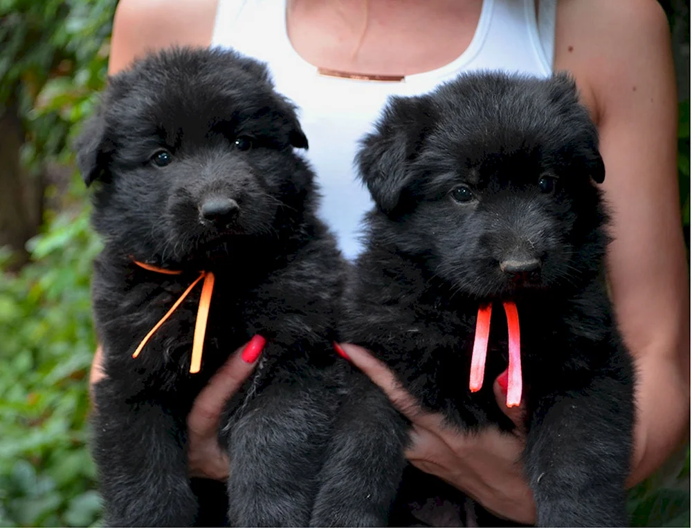 Belgischer Schäferhund schwarz glatthaarig