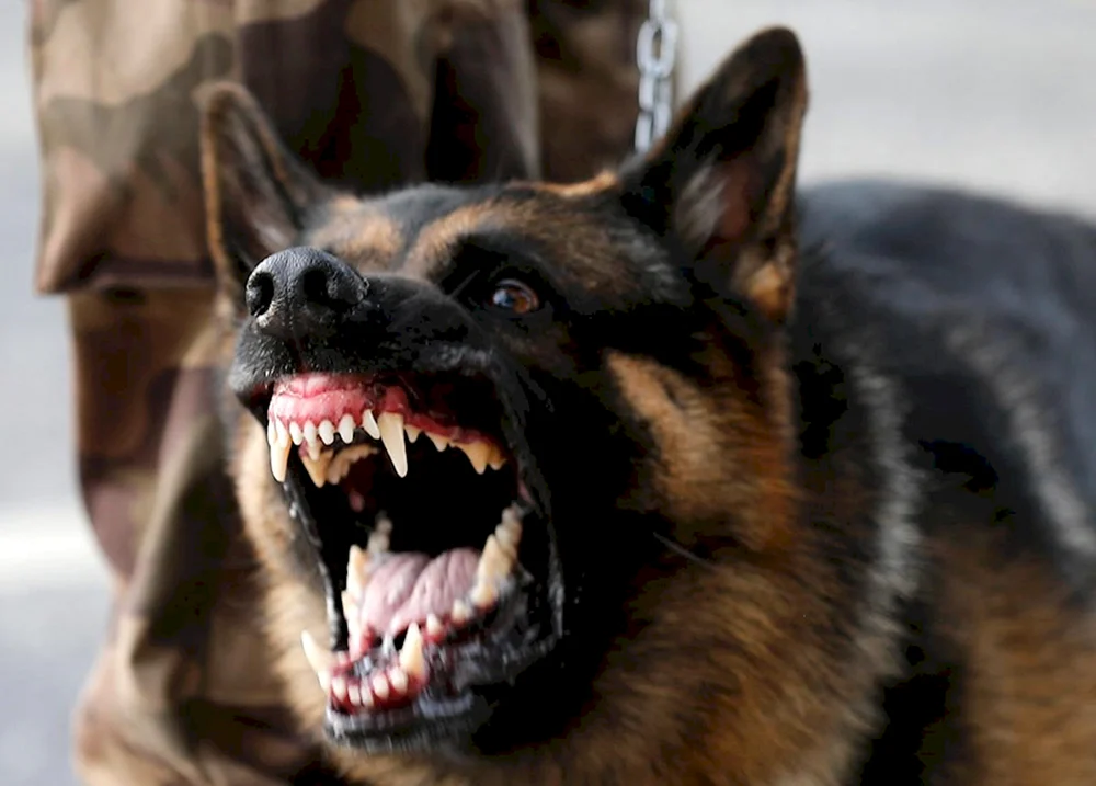 Schwarzer Deutscher Schäferhund schreiend