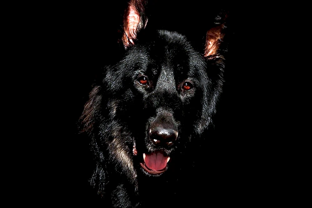 Schwarzer Deutscher Schäferhund schwarz