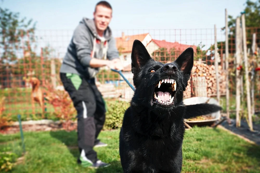 Deutscher Schäferhund schwarz