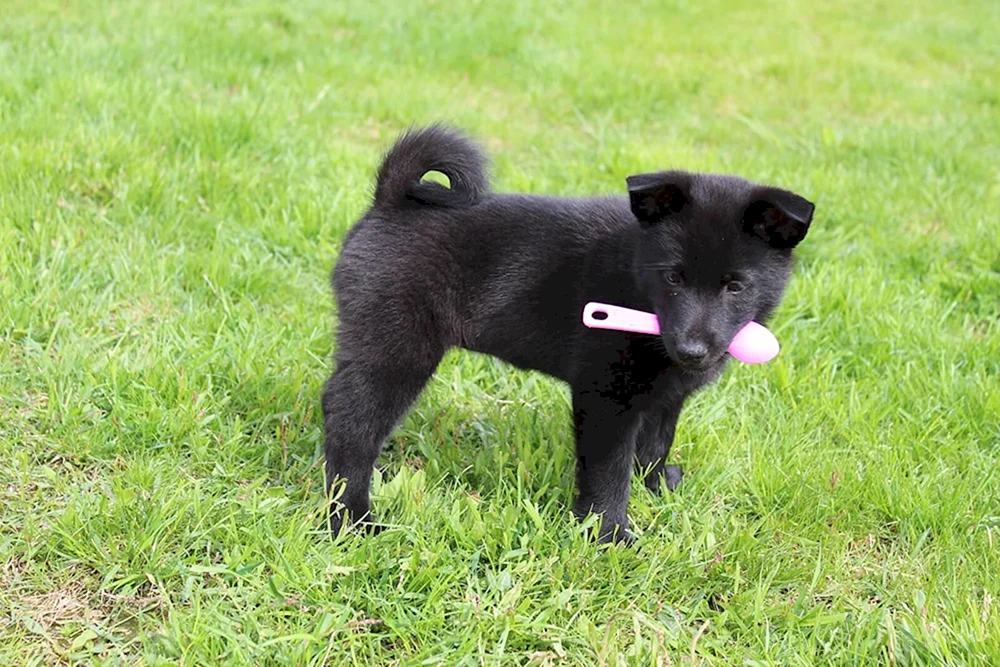 Schwarzer norwegischer Elchhund