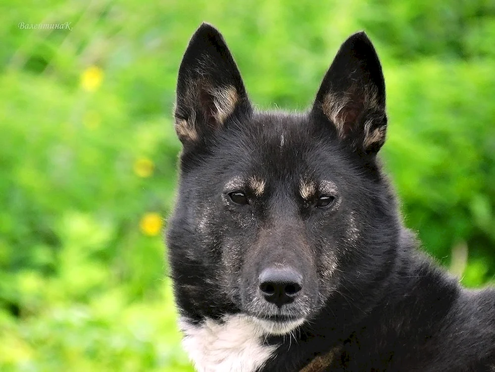 Schwarzer norwegischer Elchhund