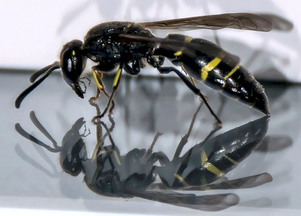 Schwarze Pompilidae-Wespe