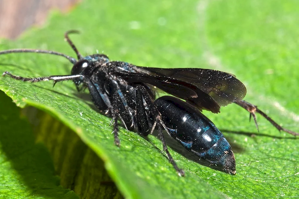Wilde Schwarze Wespe