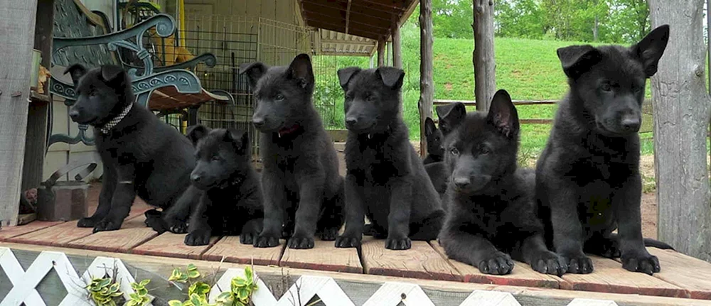 Schwarzer Deutscher Schäferhund Welpe 2 Monate alt