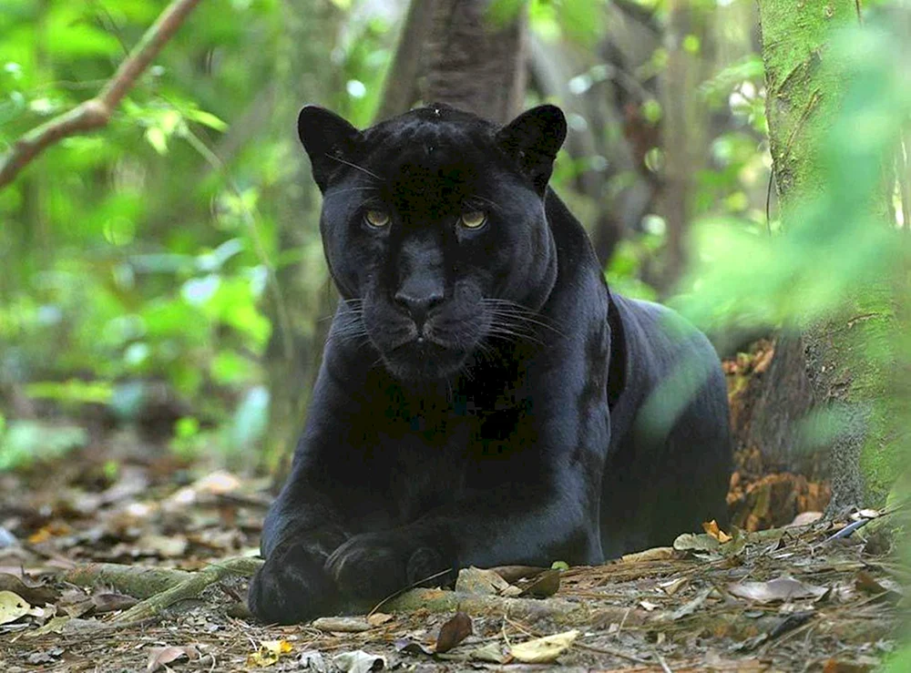 Schwarzer Panther Jaguar