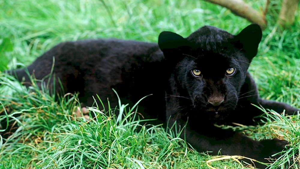 Schwarzer Panther Bagheera