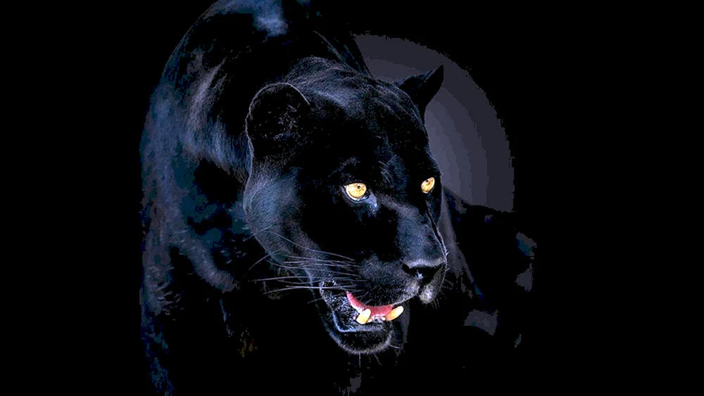 Schwarzer Panther Jaguar