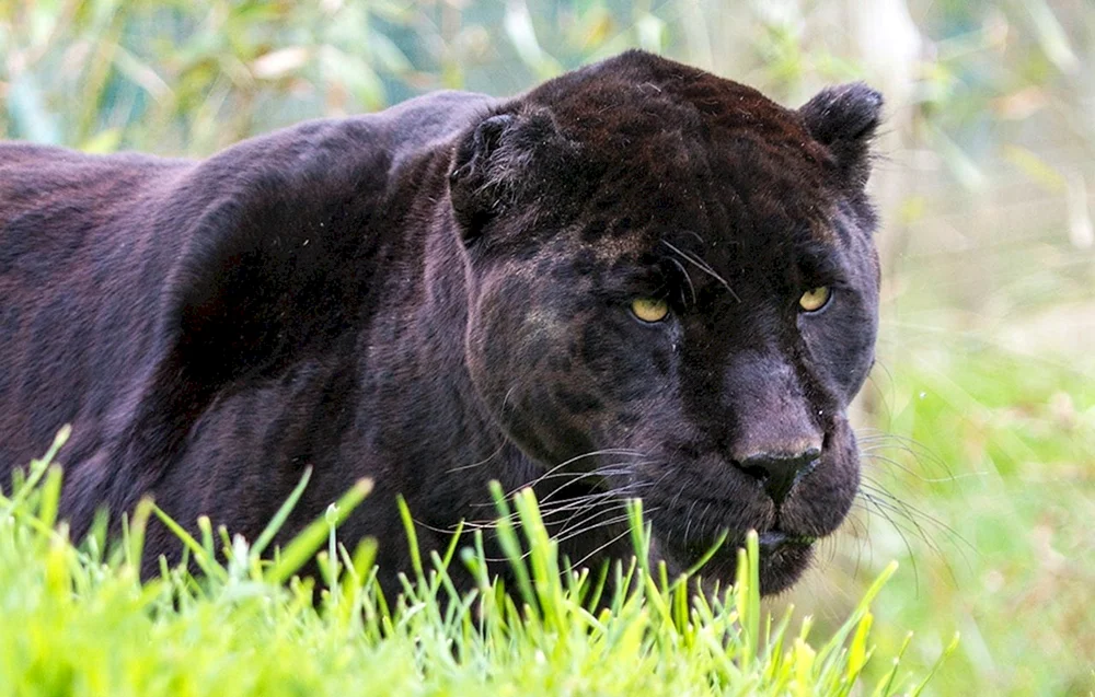 Puma und Panther